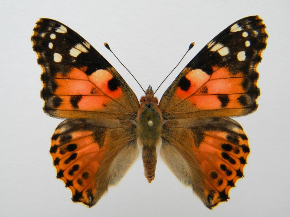 Vanessa cardui (coldshock)2 (Internet Image property of respective owner, non-commercial use only)